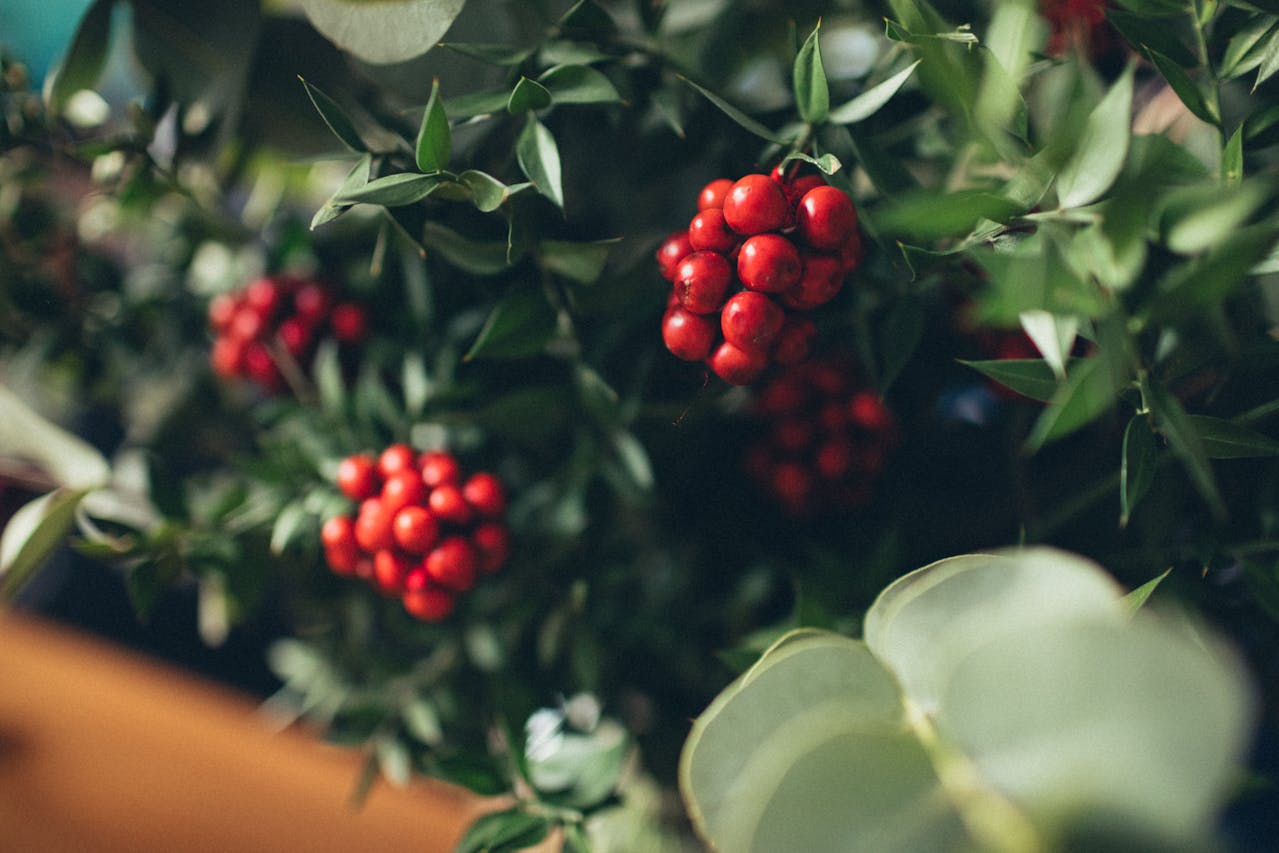 Brusnice majú veľký potenciál, ktorý sa týka nielen močového ústrojenstva. Foto: Pexels.com