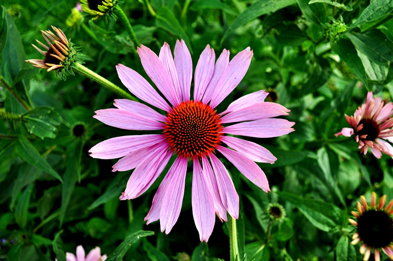 Echinacea už na prvý pohľad očarí svojou krásou, no pritom je za ňou oveľa viac. Foto: Pexels.com