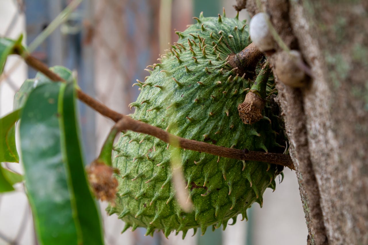 Graviola obsahuje množstvo antioxidantov, ktoré majú blahodárny vplyv na ľudské telo. Foto: Pexels.com